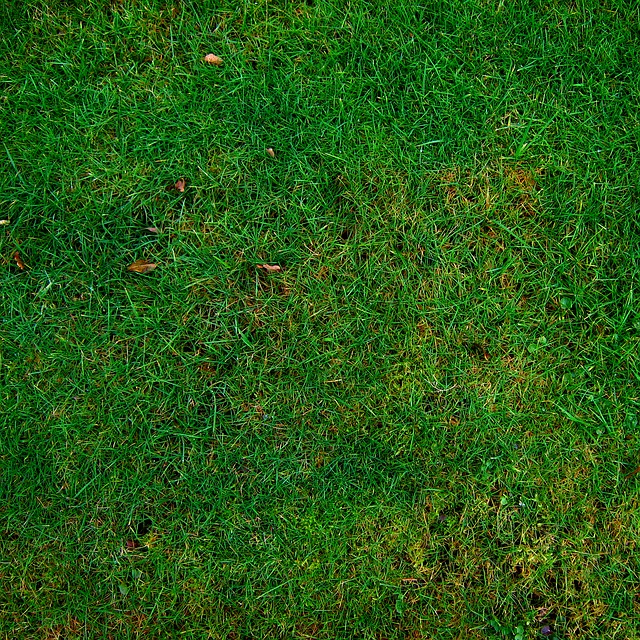 zelený trávník