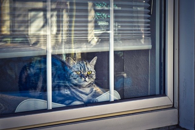 kočka za oknem v teple domova.jpg